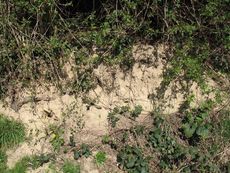 Weil am Rhein Weiler Weinweg 024.jpg